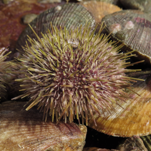 Elegant sea urchin