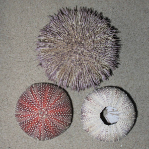 Edible sea urchin