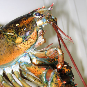 Amerikanischer Hummer