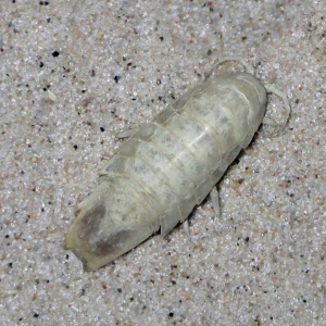 Ausgerandete Meerassel