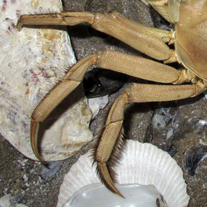 Chinese mitten crab leg