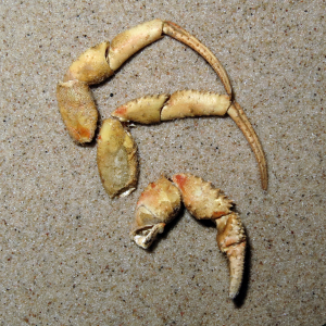Common hermit crab leg