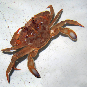 Blue-leg swimming-crab