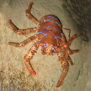 Spinous squad lobster