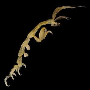 Japanese skeleton shrimp