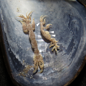 Blattkiemen-Gespensterkrebs