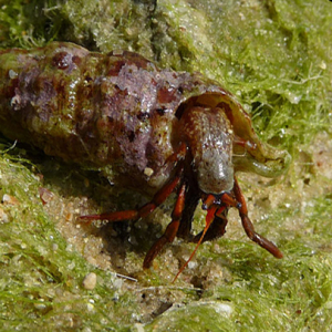 Blutroter Einsiedler