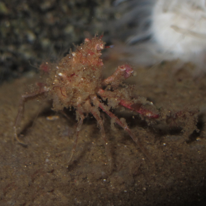 Scorpion spider crab