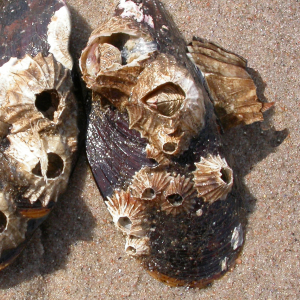 Common barnacle