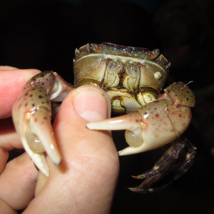 Japanese shore crab