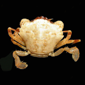 Pygmy swimming crab