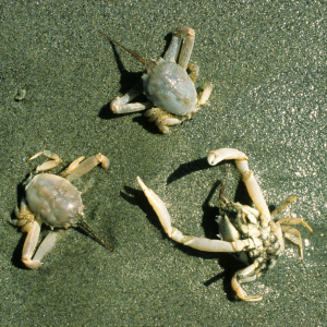 Masked crab    