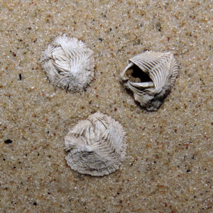 Asymmetrical barnacle “Verruca stroemia“