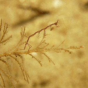Least skeleton shrimp