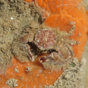 Broad-clawed porcelain crab
