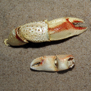 Hermit crab claw
