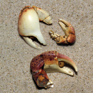 Japanese shore crab claw