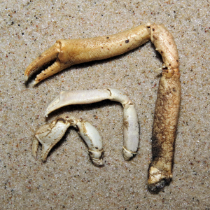 Male masked crab claw   
