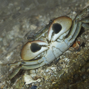 Pensel-klippekrabbe klo