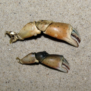 Shore crab claw