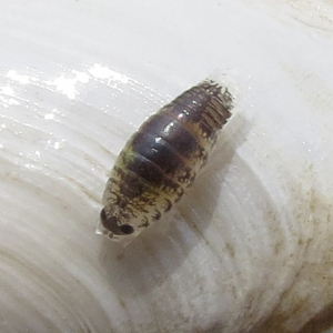 Speckled sea louse