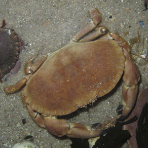 Edible crab   