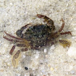 Arch-fronted swimming crab
