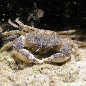 Zuiderzee crab