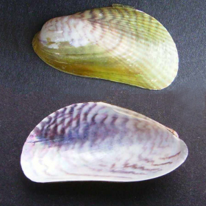 Japanese tiger mussel