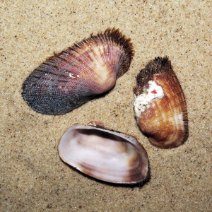 Barbed arc clam