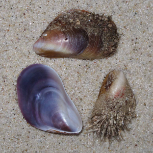 Bärtige Rossmuschel