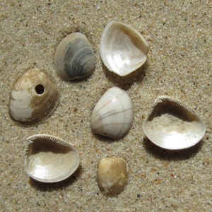 Shining nut shell 