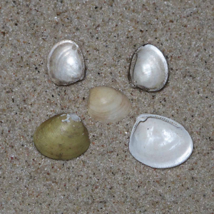 Common nut clam