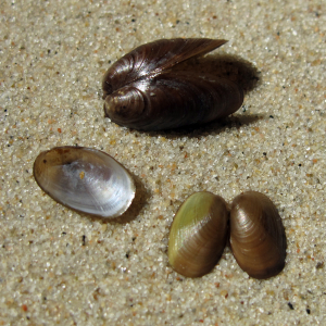 Grüne Bohnenmuschel