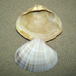 Five shilling shell