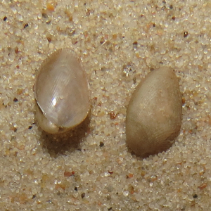 Marmorierte Bohnenmuschel