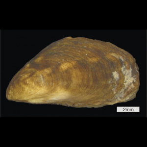 Mytilopsis leucophaeata