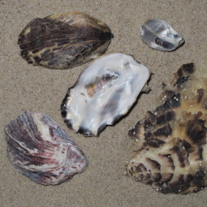 Pacific (Japanese) oyster
