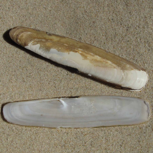 Taschenmessermuschel