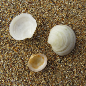 Rounded moon clam