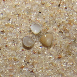 Goodallia triangularis