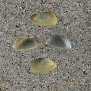 Geplooide rotsboorder