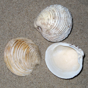 Warty venus shell