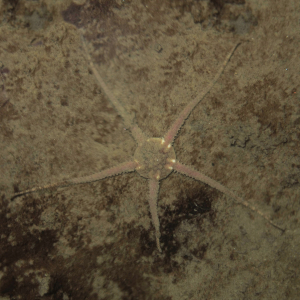 Almindelig slangestjerne