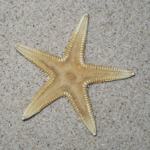 Sand star