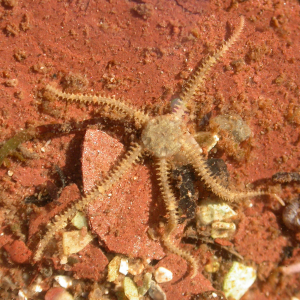 Brooding brittle star