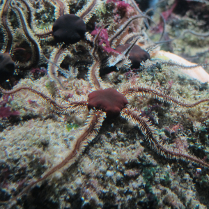 Schwarzer Schlangenstern