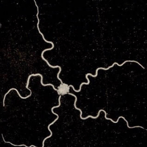 Zierlicher Schlangenstern