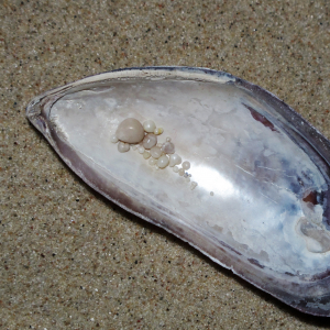 Blues mussel pearls