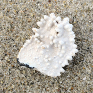 Nördliche Korallen-Rotalge